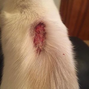 Anyone know what this is on my cats back?
