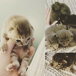 Took in semi-unfriendly stray pregnant cat, help appreciated!