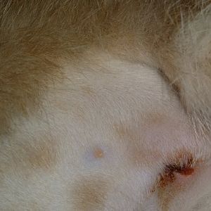 Normal healing of spaying incision?