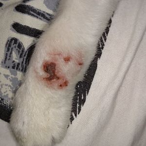 Rescue Cat with Radial Nerve Damage