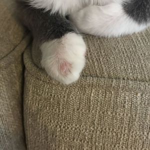 Whats wrong with my kittens paw?
