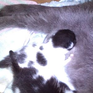 help with pregnant momma cat/cat from previous litter