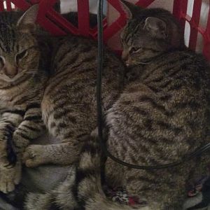 Ceres & Gideon (tabby kittens)
