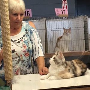 Help! Kitten Hissing in Show Ring
