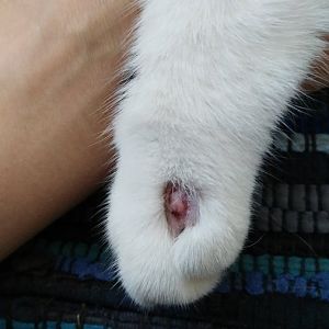Wound on paw - dangerous?