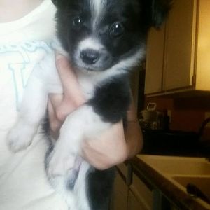 Tips on introducing a new puppy?