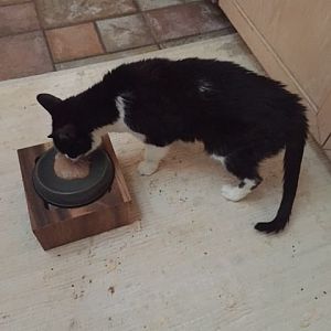 Cat is so hungry but won't eat