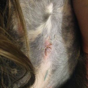 Spaying stitches
