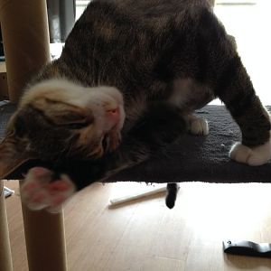 Submit your derpy cat pictures! Picture Of The Month August 2016