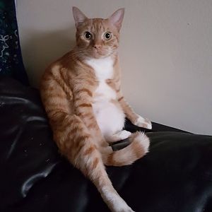 Cats Who Sit Like Humans