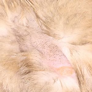 Bald Patch With Black Dots: 14 yr Male