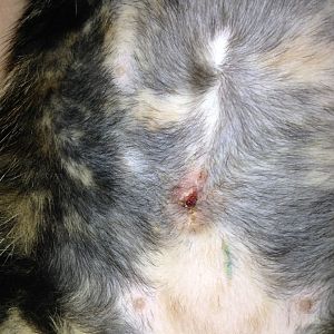 More spaying stitches help