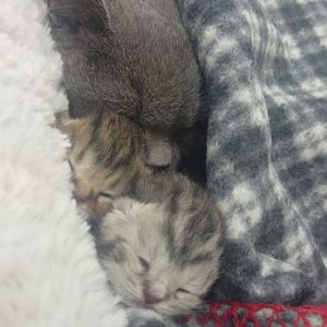 2 kittens delivered 10 hours ago, 2 more should be delivered, but no signs, should I be worried?