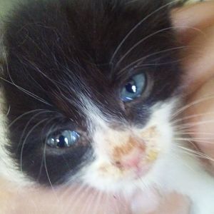 Kitten Blues (eyes)