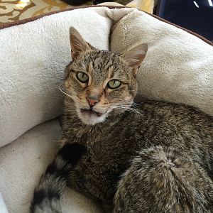 Cat Help - Mouth Injury, Cancer, Experience/Suggestions.