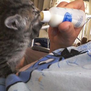 kitties nursing