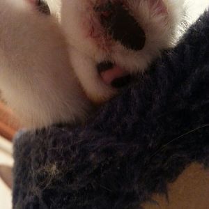 Kitten toe injury - help for first time cat owner