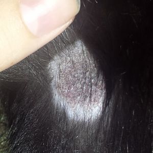 Does this look like ringworm?