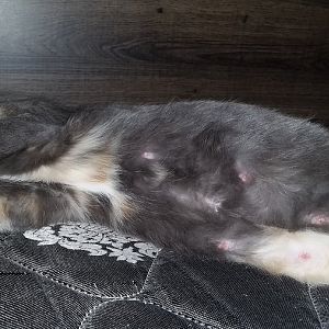 I need some help or advice with my pregnant cat