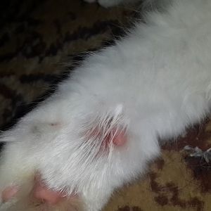My cat's paw is bleeding!!