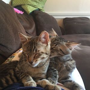 New kittens and would love advice