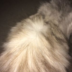 What colour is my cat?