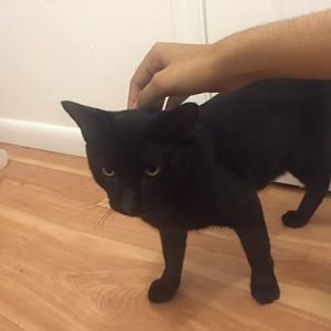 Need help rehoming my cats (Houston, Texas)!