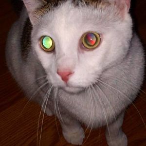 Cat Eye Colors Can Indicate Cancer?