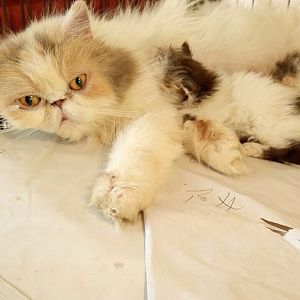 Is this kitten Persian?