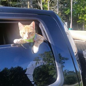 New kitten mom-uneducated about kitten/cat behavior