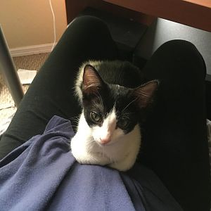 Help! Spay healing question for 3 month kitten