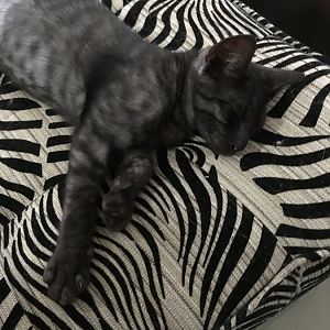 Stray kitten found and possible father or surrogate father cat