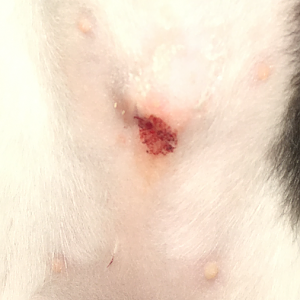 Kittens spayed incision help