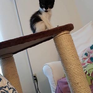 need advice on new foster kitten