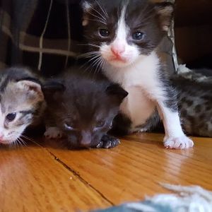 Newborn kittens are panting.  HELP!
