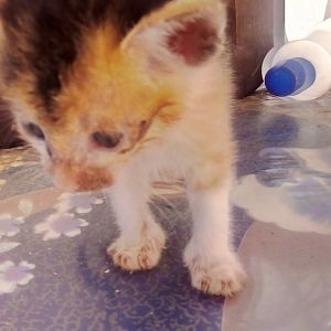 Urgent kitty help Needed