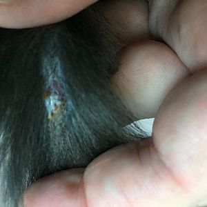 8-week-old tearing hair out of tail