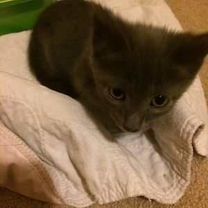 How to take care of my new kitten?