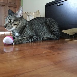 Please Give Me Some Cat Toy Suggestion