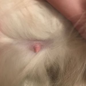 Please help, is my cat pregnant?