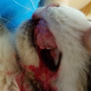 Parents cat of 14 years has issue with mouth.