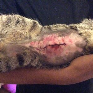 Spaying incision