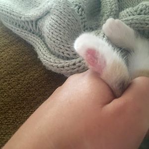 Fur on kittens paw missing
