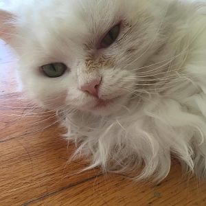 Recurrent eye infection in senior cat