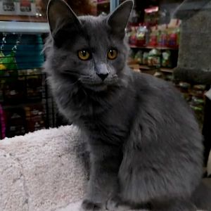 Thinking of adopting this cat... any guesses of the breed please?