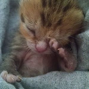 Kitten in Need – 1 ounce of life
