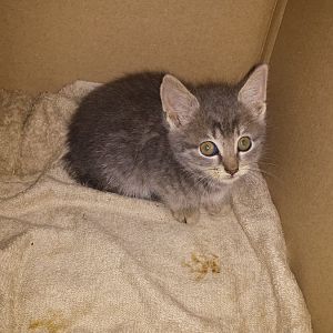 Abandoned feral kitten, any idea on breed?