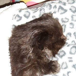 5 week old kitten with congenital megaesophogus and aspiration pneumonia