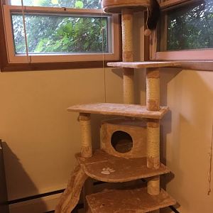 Cat tree for declawed munchkin?