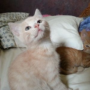 Pics of your cute kitten!!!